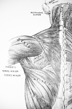 muscles of the back shoulder and neck